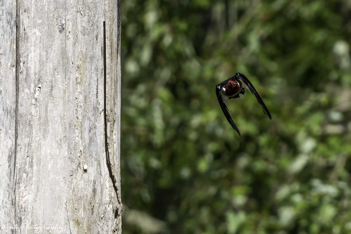 RD5_3255-Redheaded Woodpecker.jpg