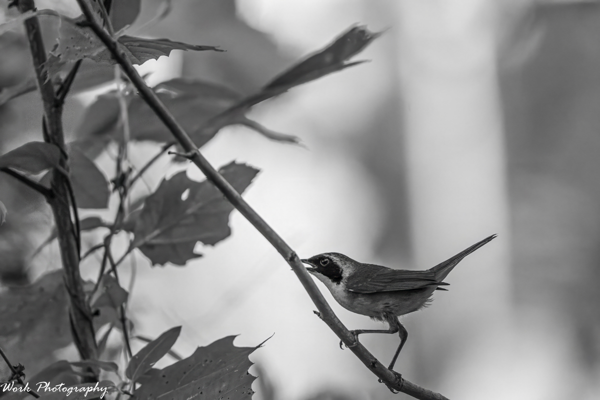 RD5_3271-Edit.jpg