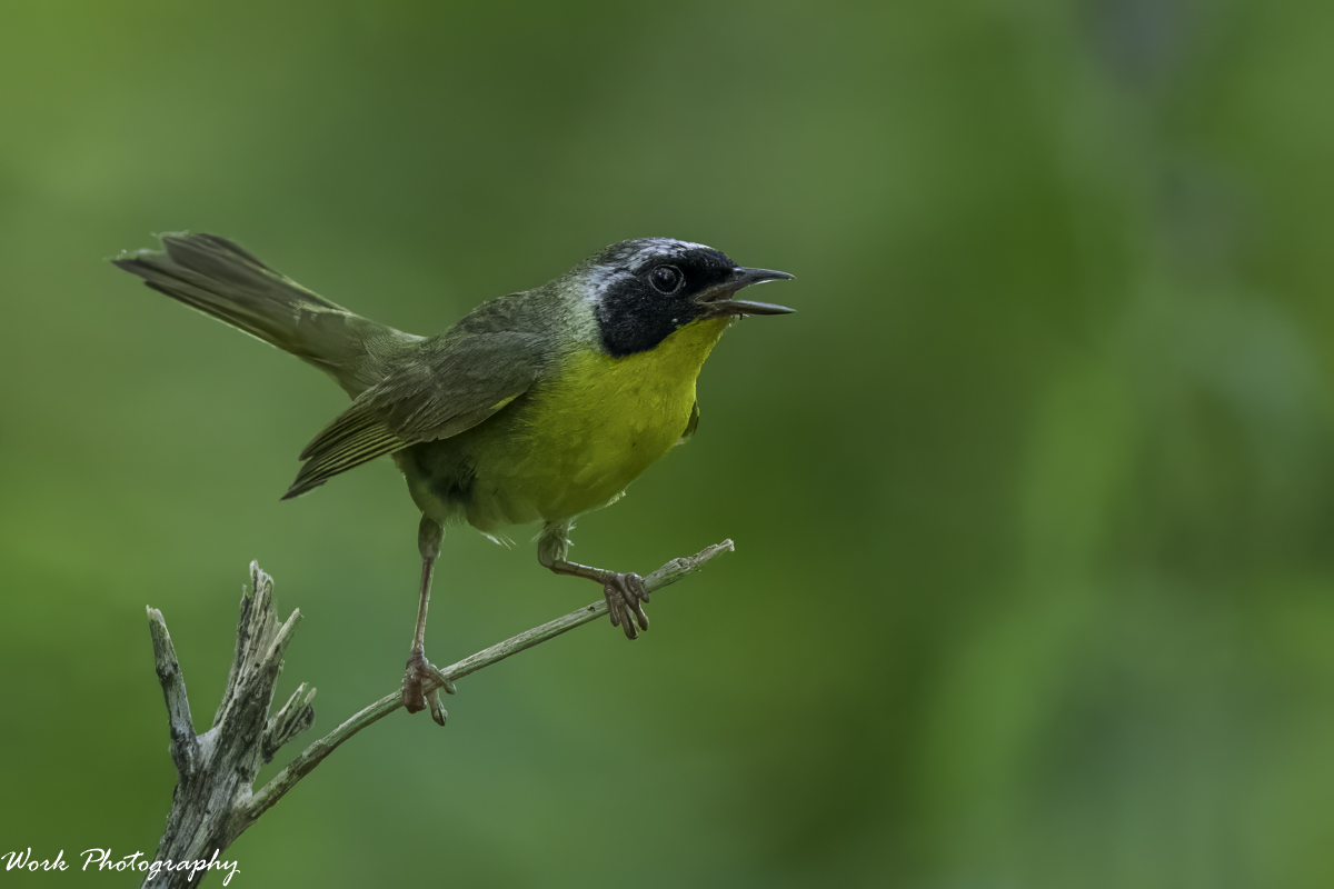 RD5_3288-Edit.jpg
