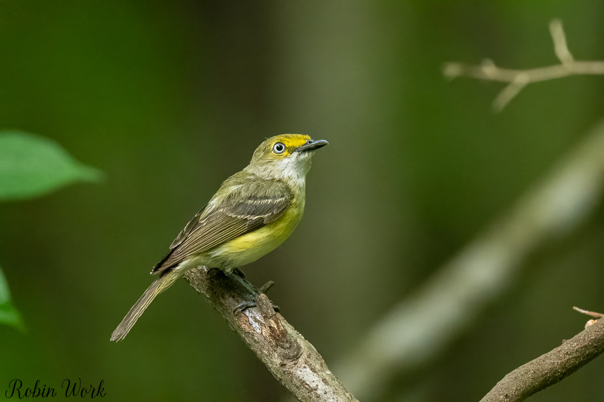 RD5_3367-Edit-2.jpg