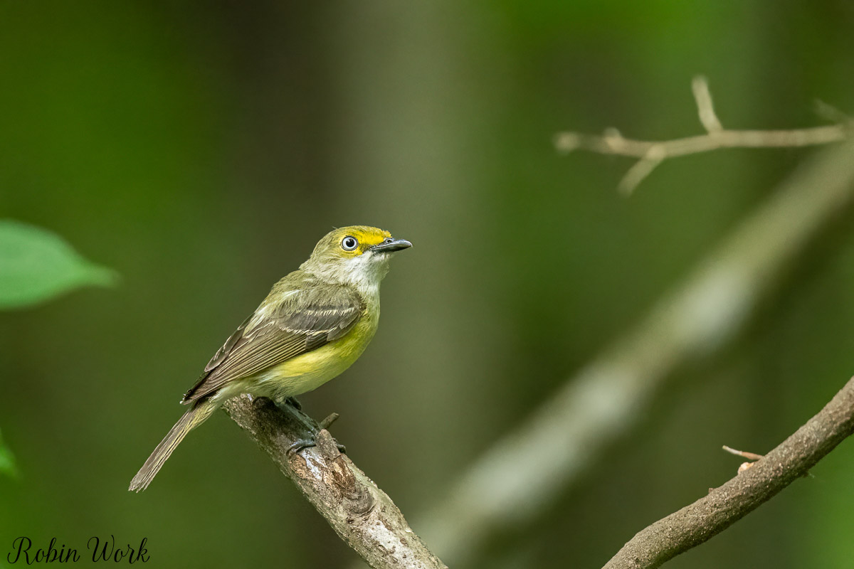 RD5_3368-Edit-2.jpg