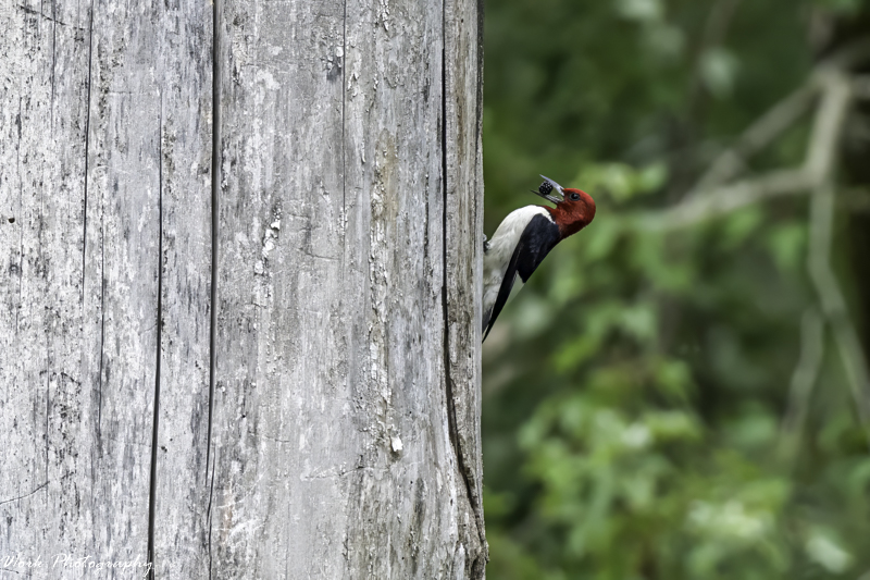 RD5_3447-Redheaded Woodpecker with Blackberry.jpg