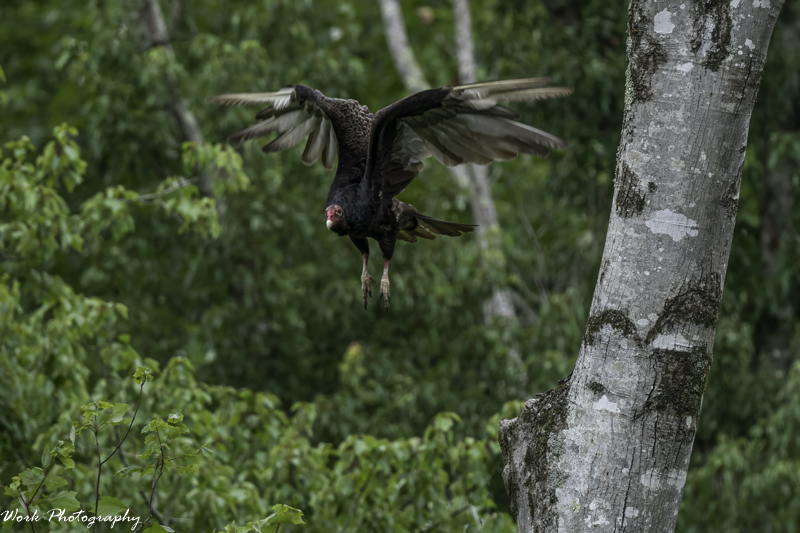 RD5_3452-Buzzard.jpg