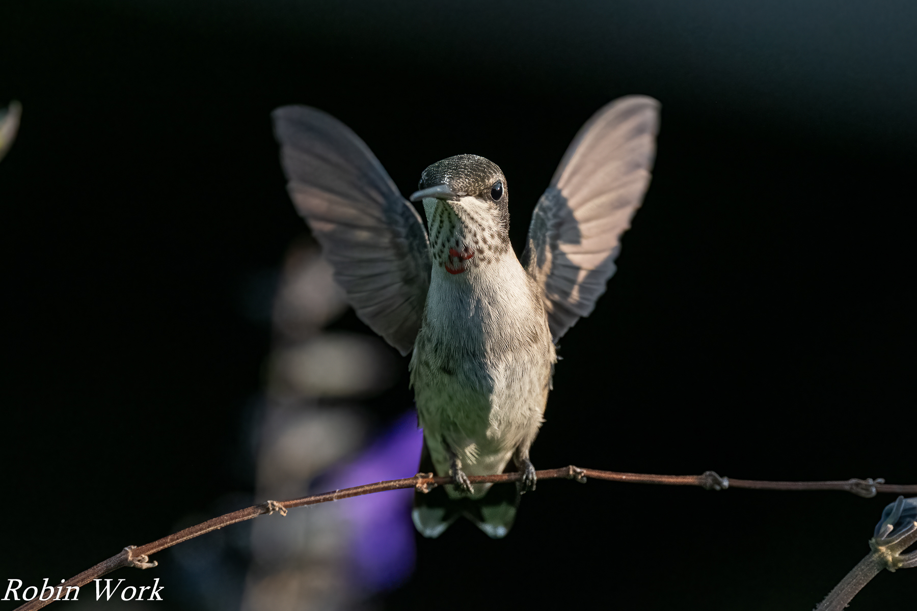 RD5_3513-Edit.jpg