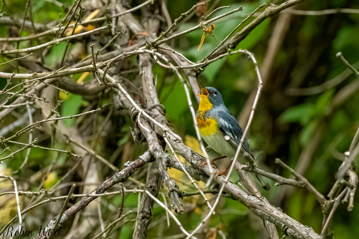 RD5_3556-Edit.jpg