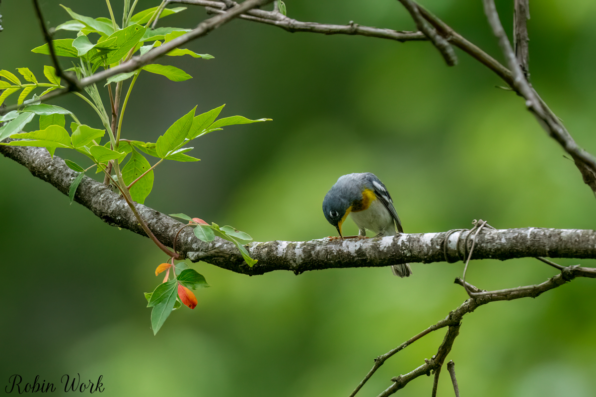 RD5_3599-Edit.jpg
