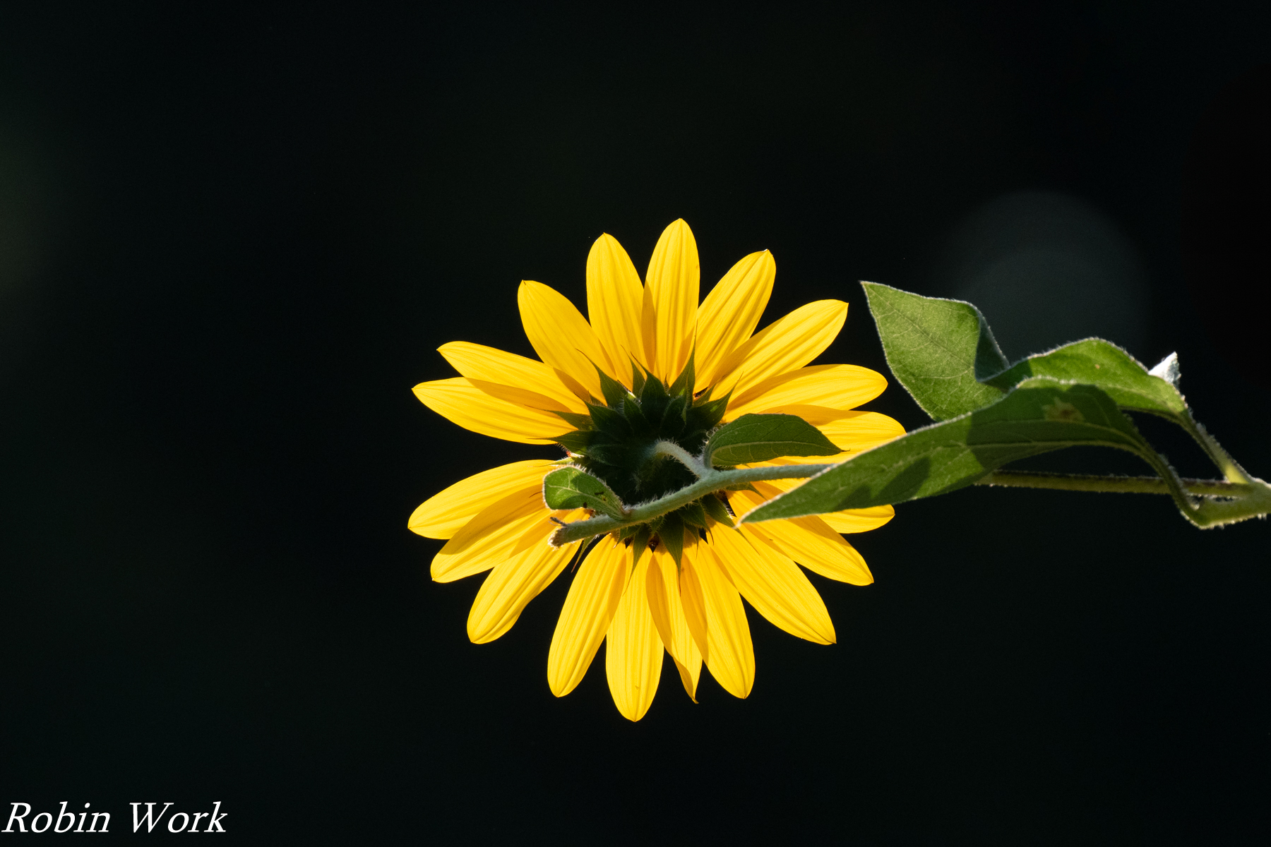RD5_3628-Edit.jpg