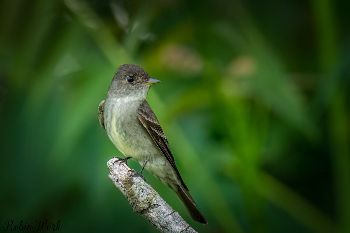 RD5_3715-Edit.jpg