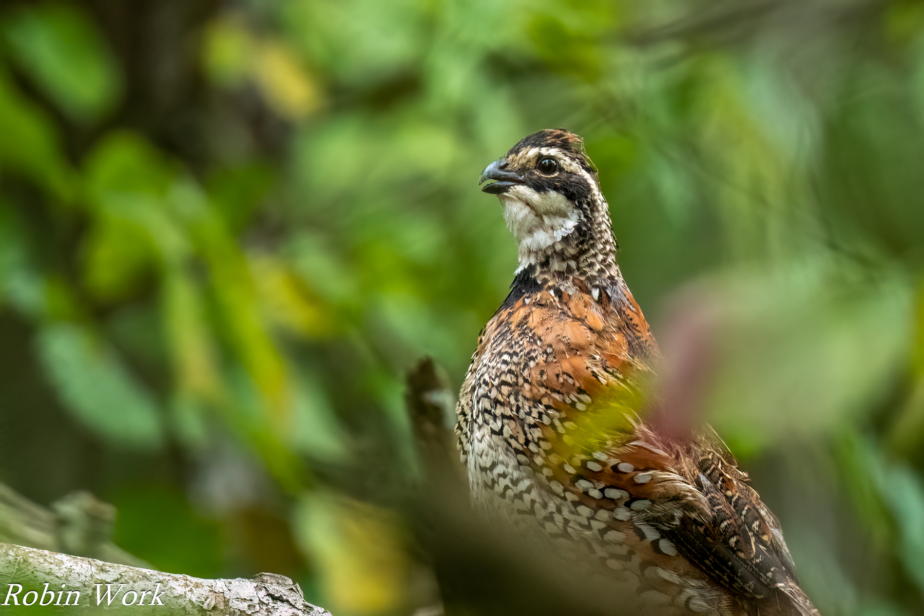 RD5_3724-Edit.jpg