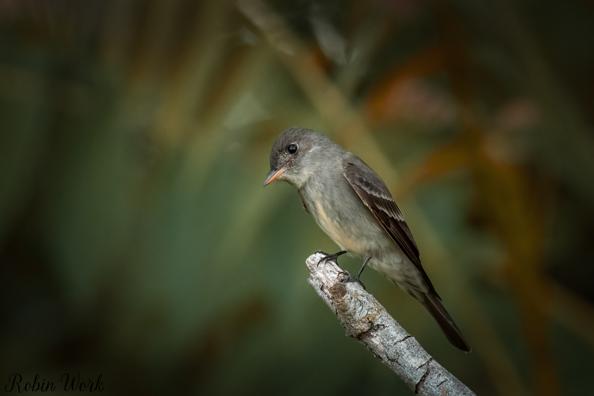 RD5_3726-Edit.jpg