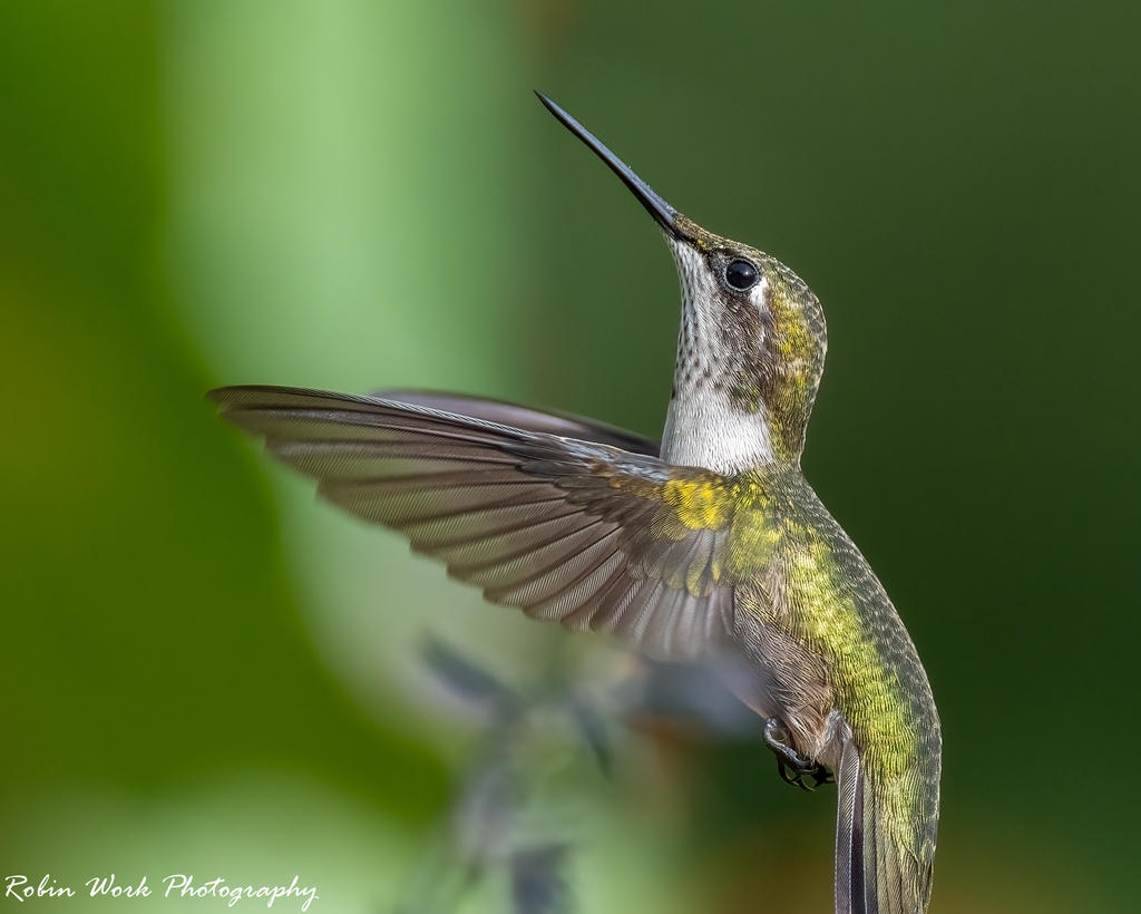 Ruby Throated Hummingbird