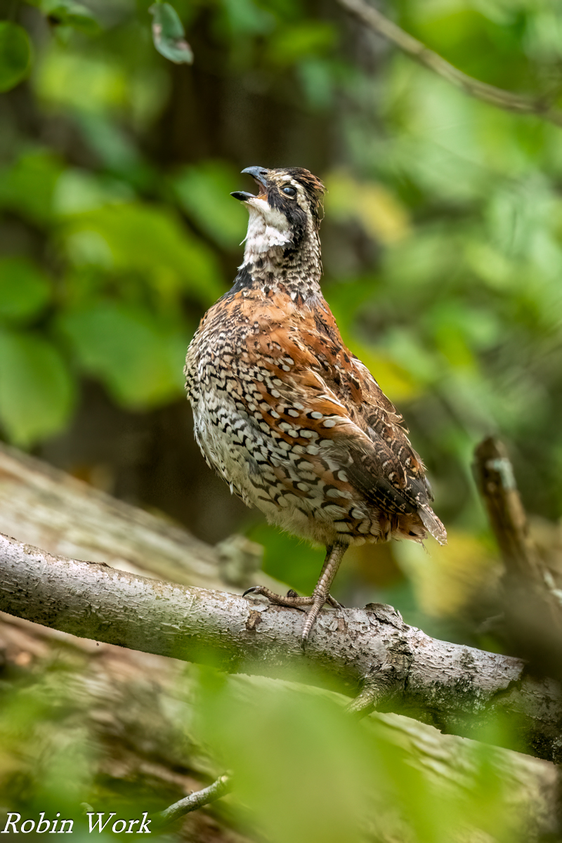 RD5_3775-Edit.jpg