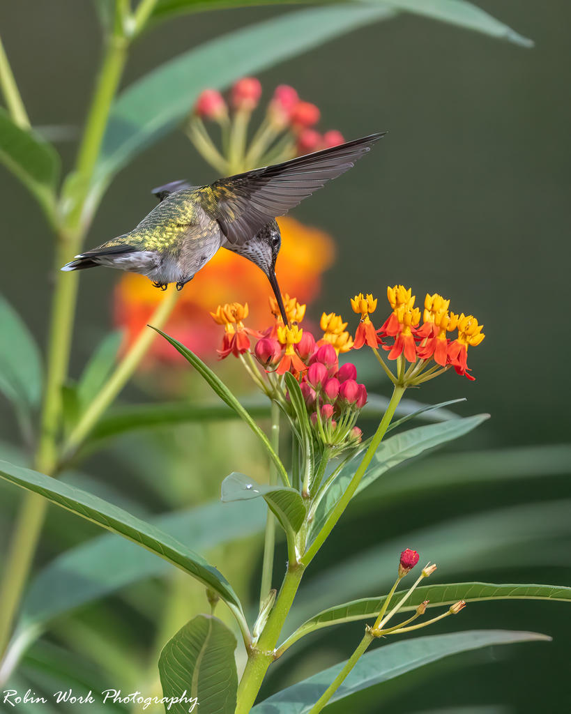 Ruby Throated Hummingbird