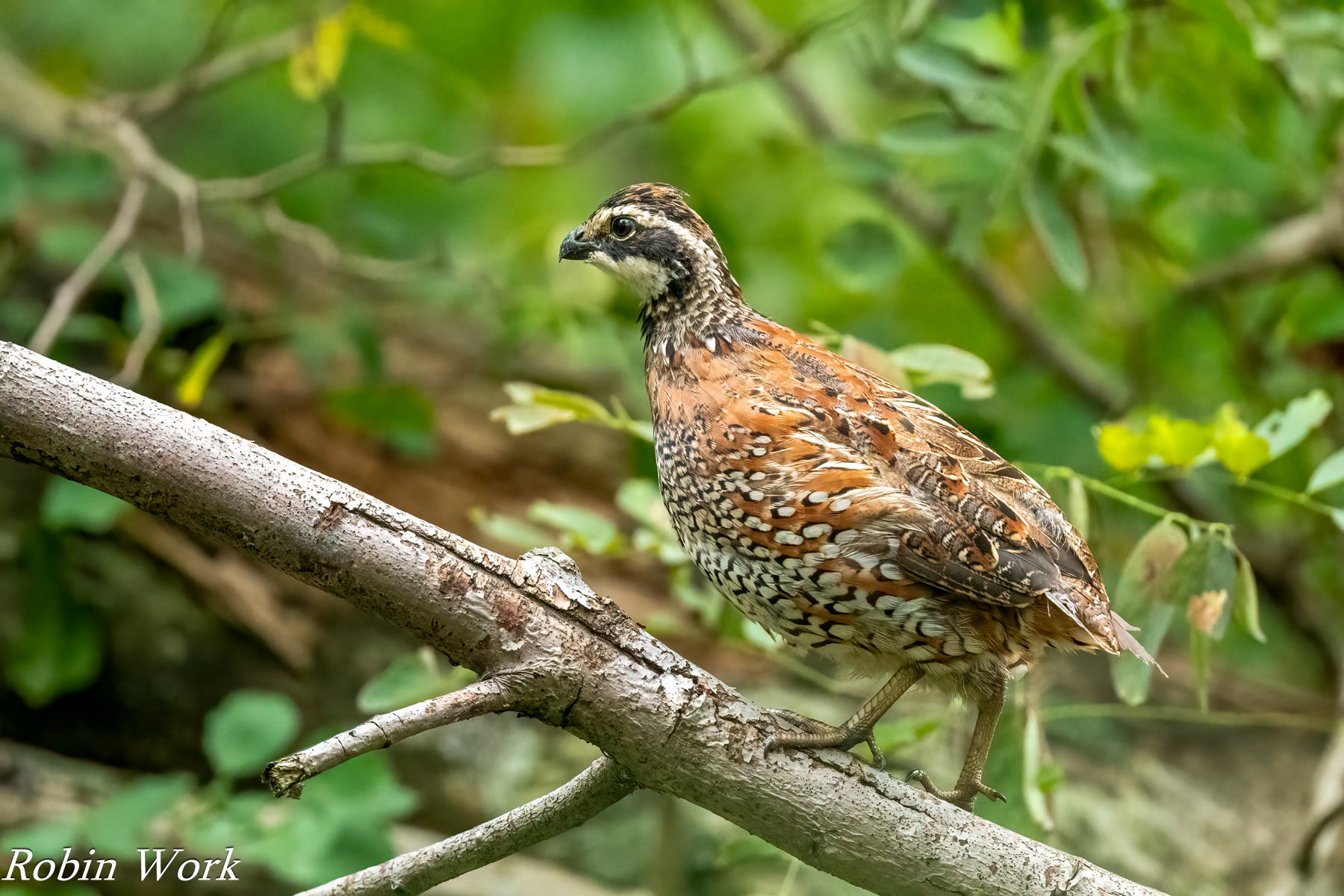 RD5_3792-Edit.jpg