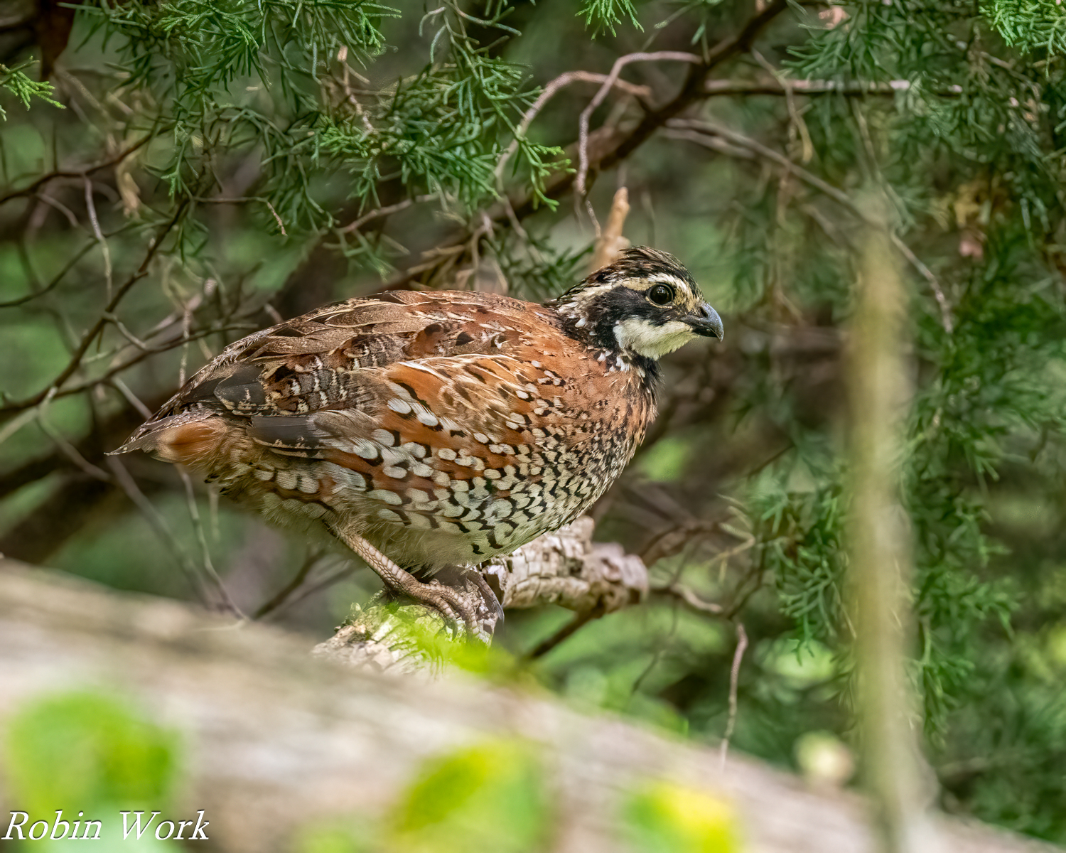 RD5_3839-Edit.jpg
