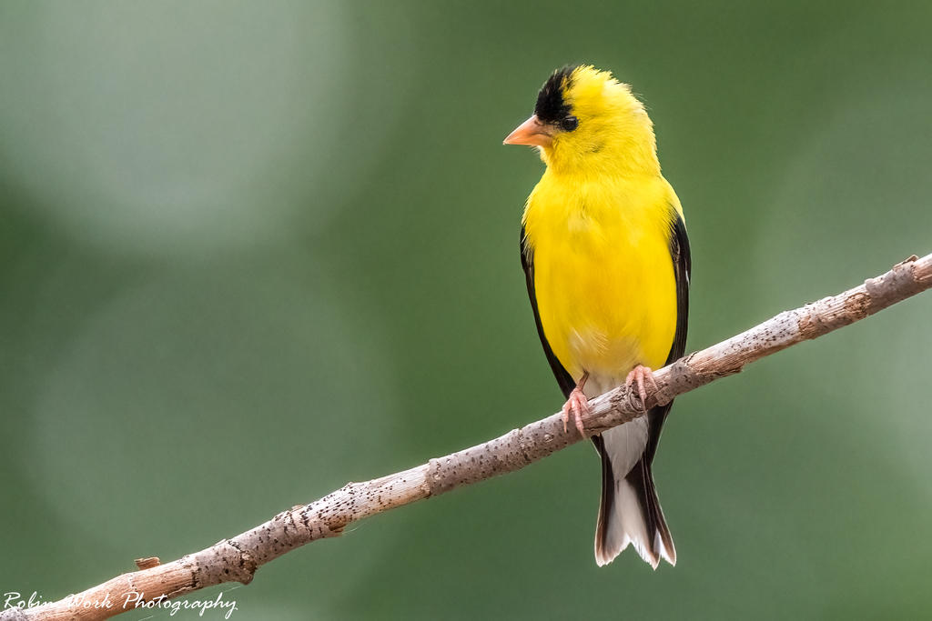 Goldfinch