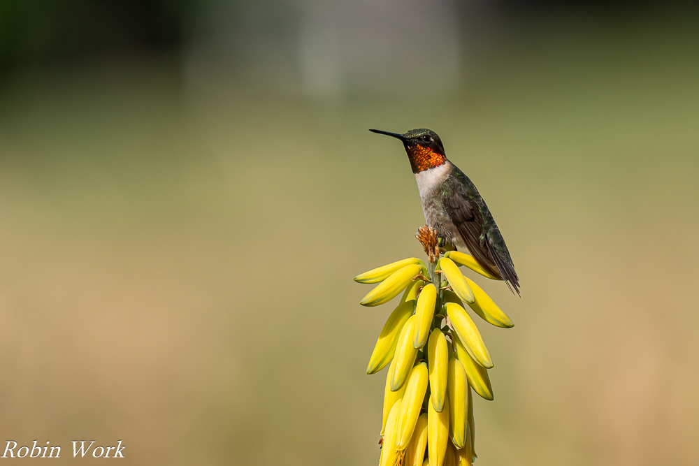 RD5_3894-Edit.jpg
