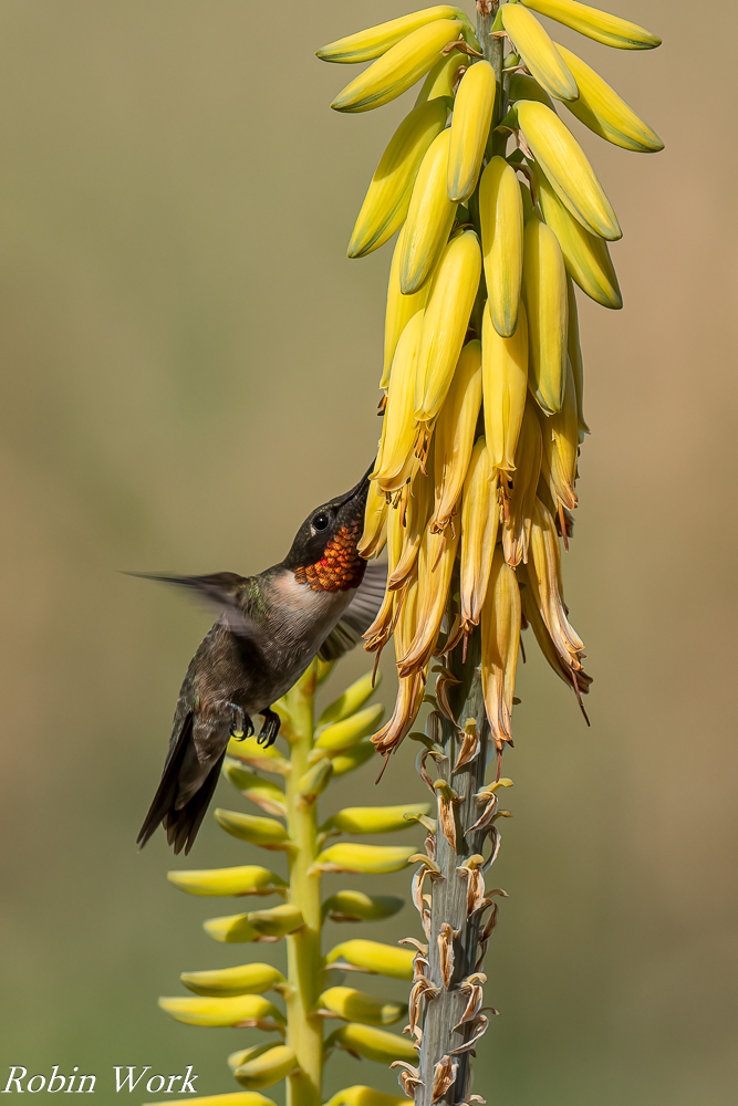 RD5_3907-Edit.jpg