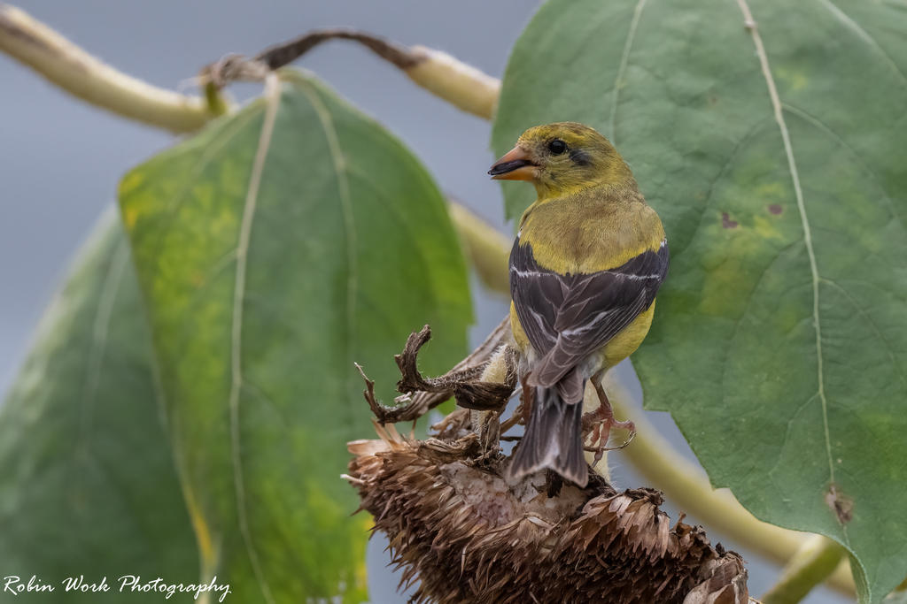 Goldfinch