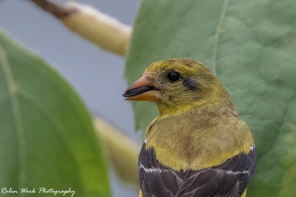 Goldfinch