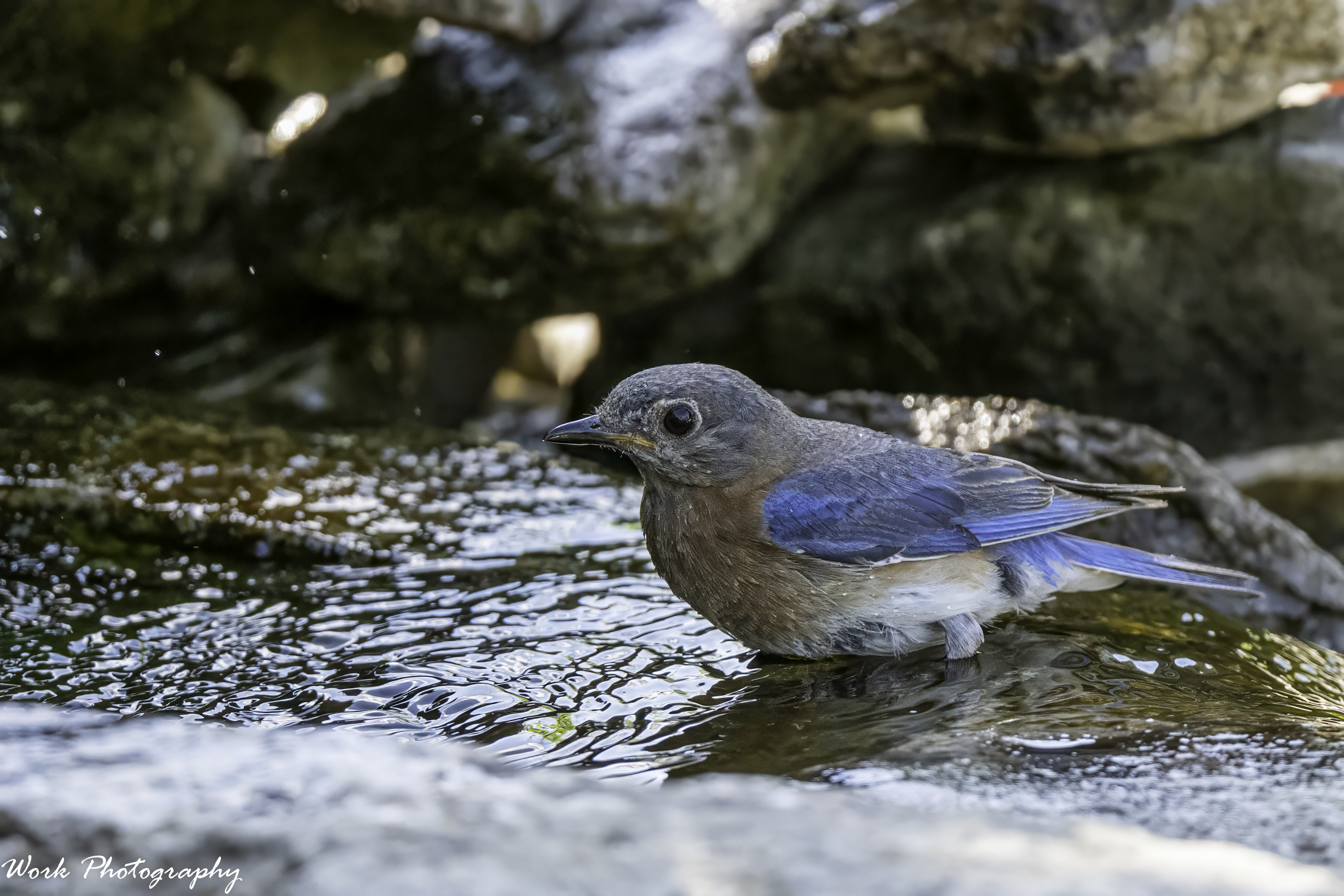RD5_3963-Bathing Bluebird.jpg