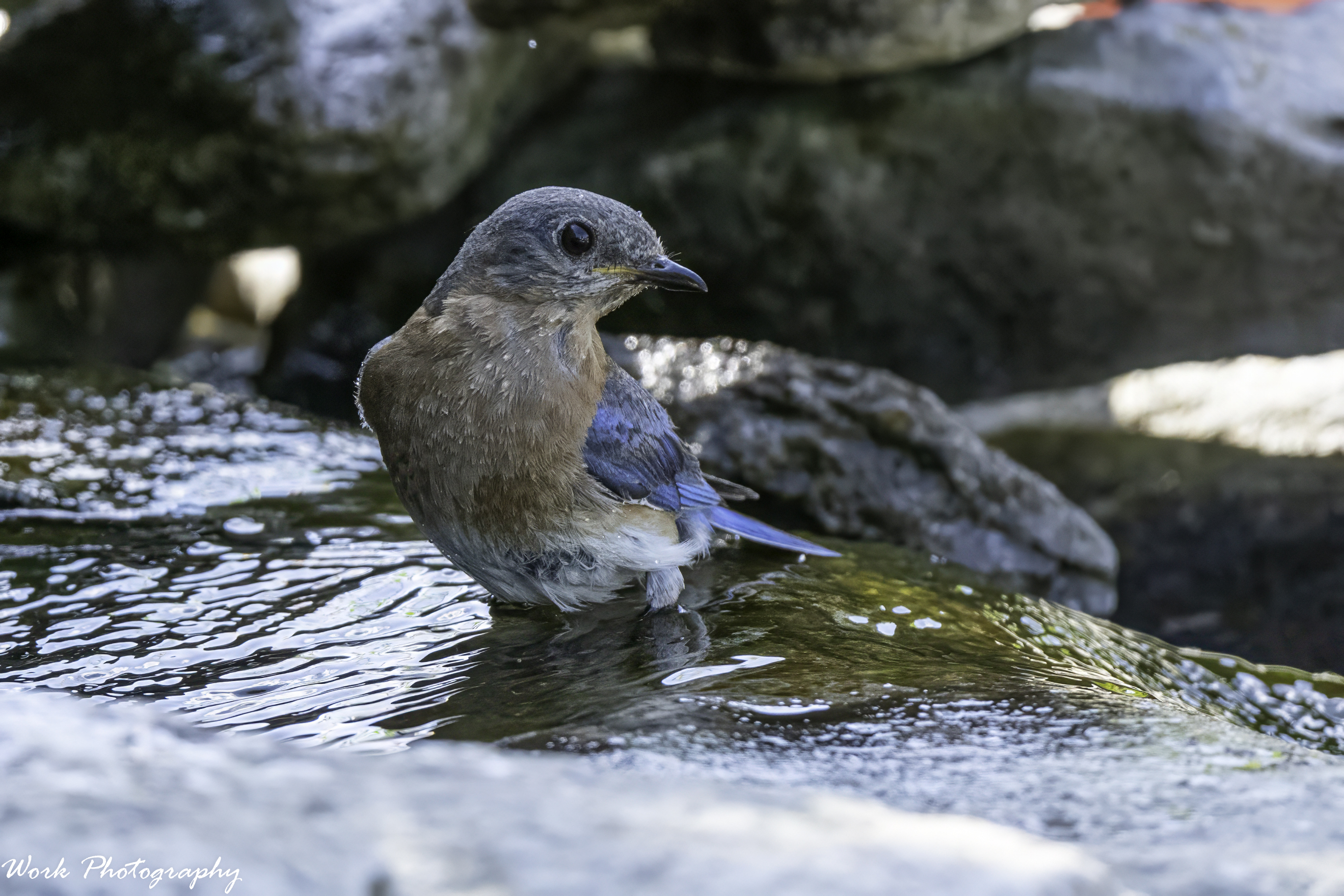 RD5_3964-Bathing Bluebird.jpg