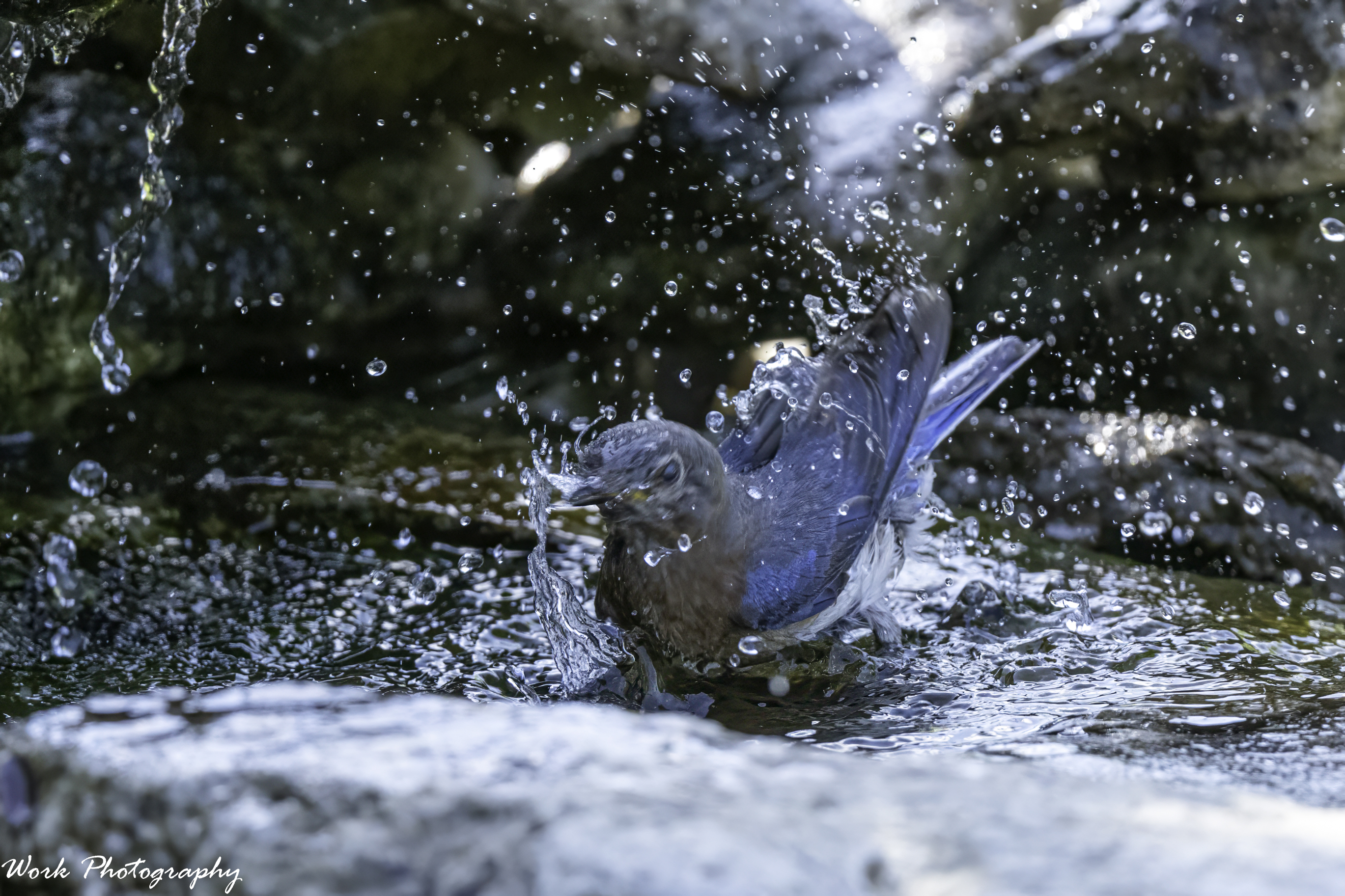 RD5_3969-Bathing Bluebird.jpg