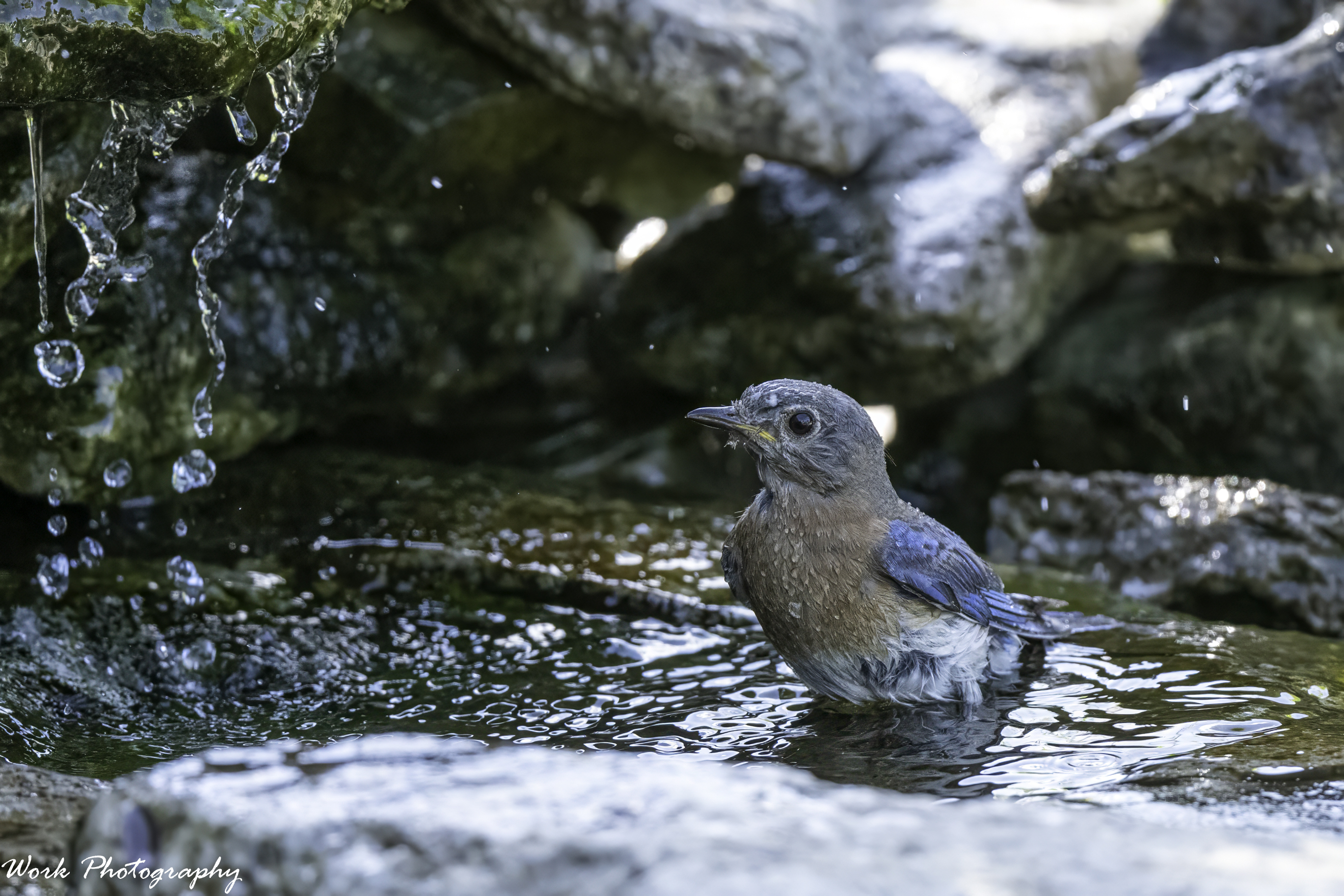 RD5_3971-Bathing Bluebird.jpg