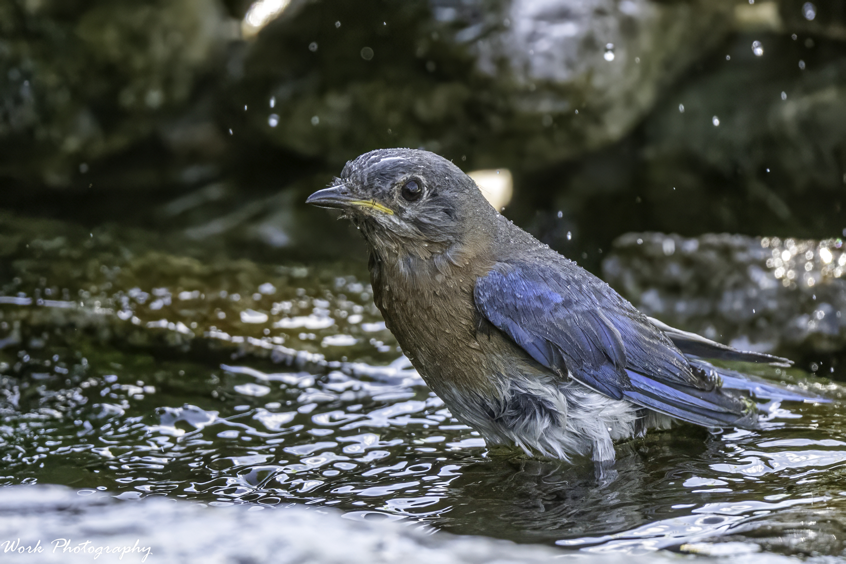 RD5_3986-Bathing Bluebird.jpg