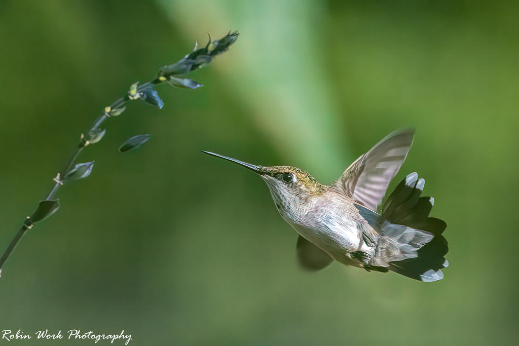 Ruby Throated Hummingbird