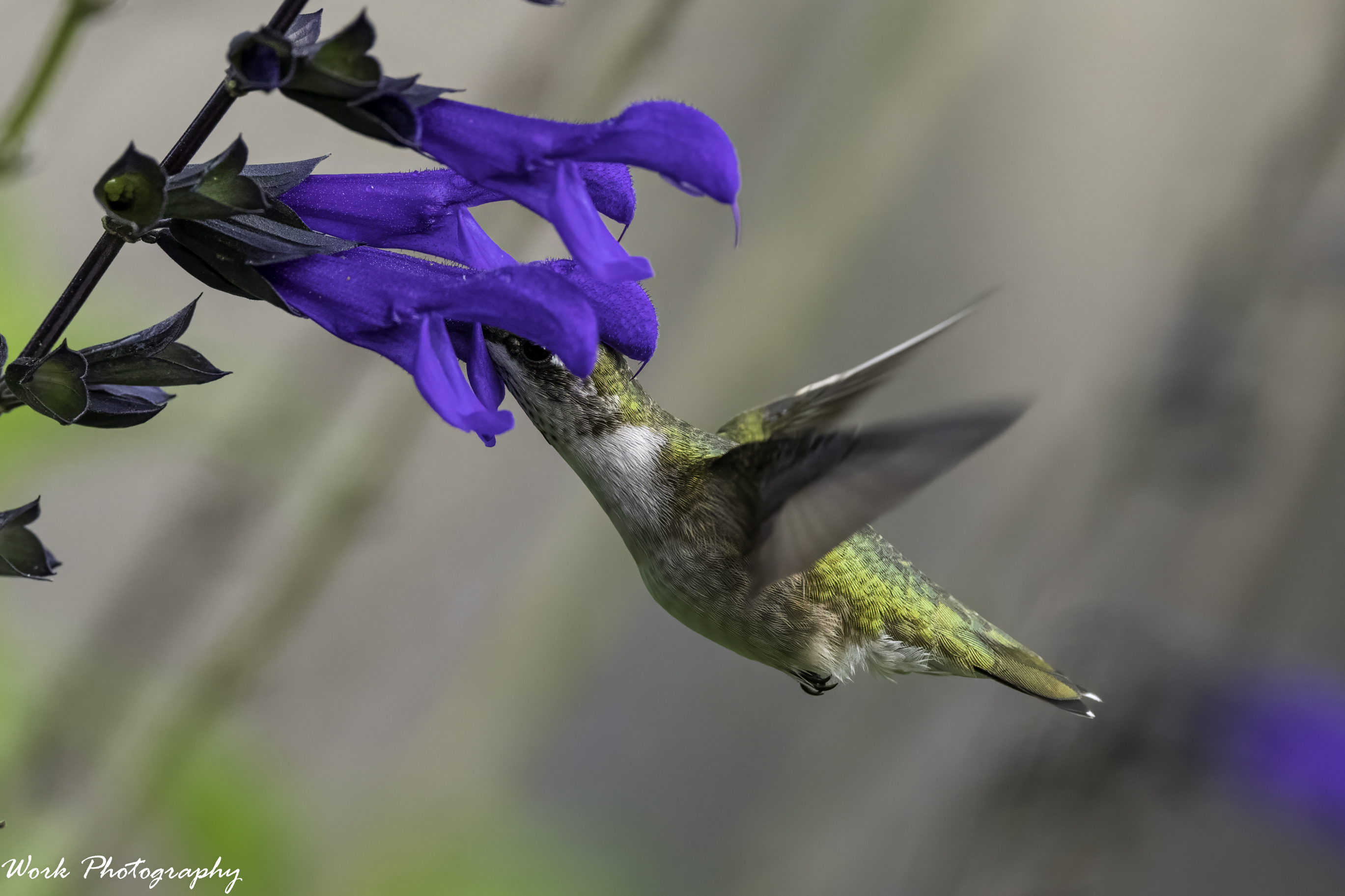 RD5_4063-hummingbird.jpg
