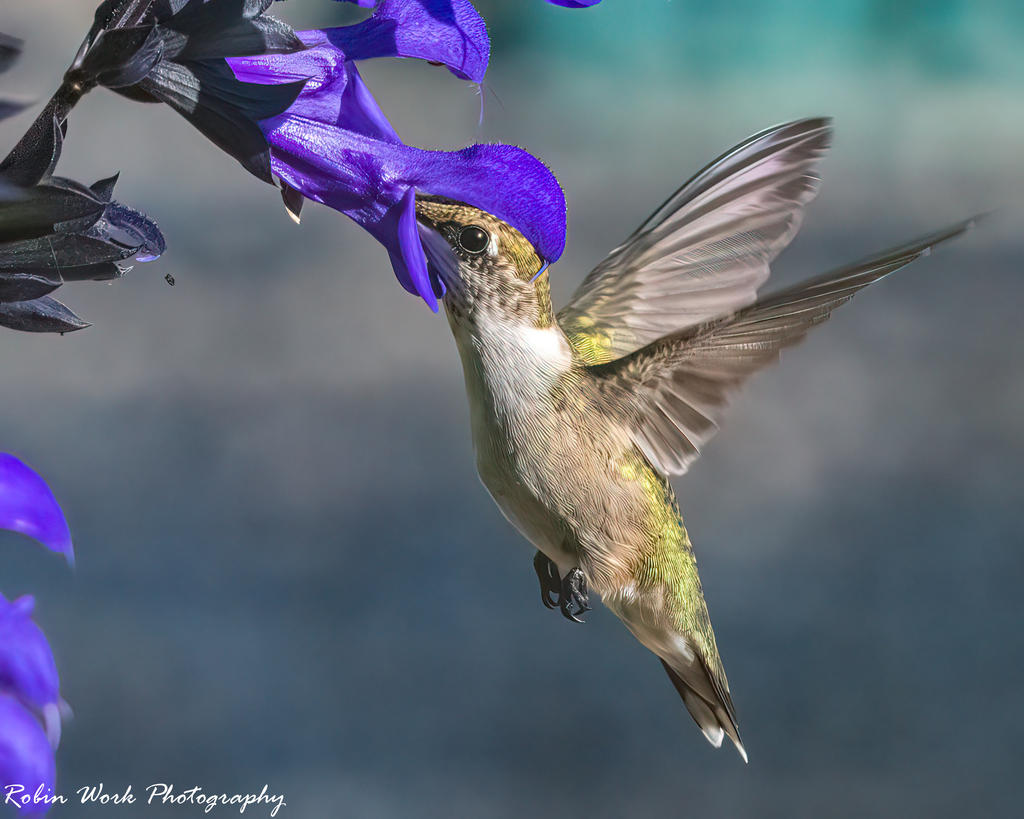 Ruby Throated Hummingbird