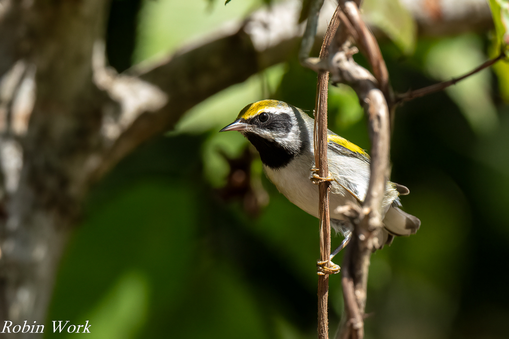 RD5_4068-Edit.jpg