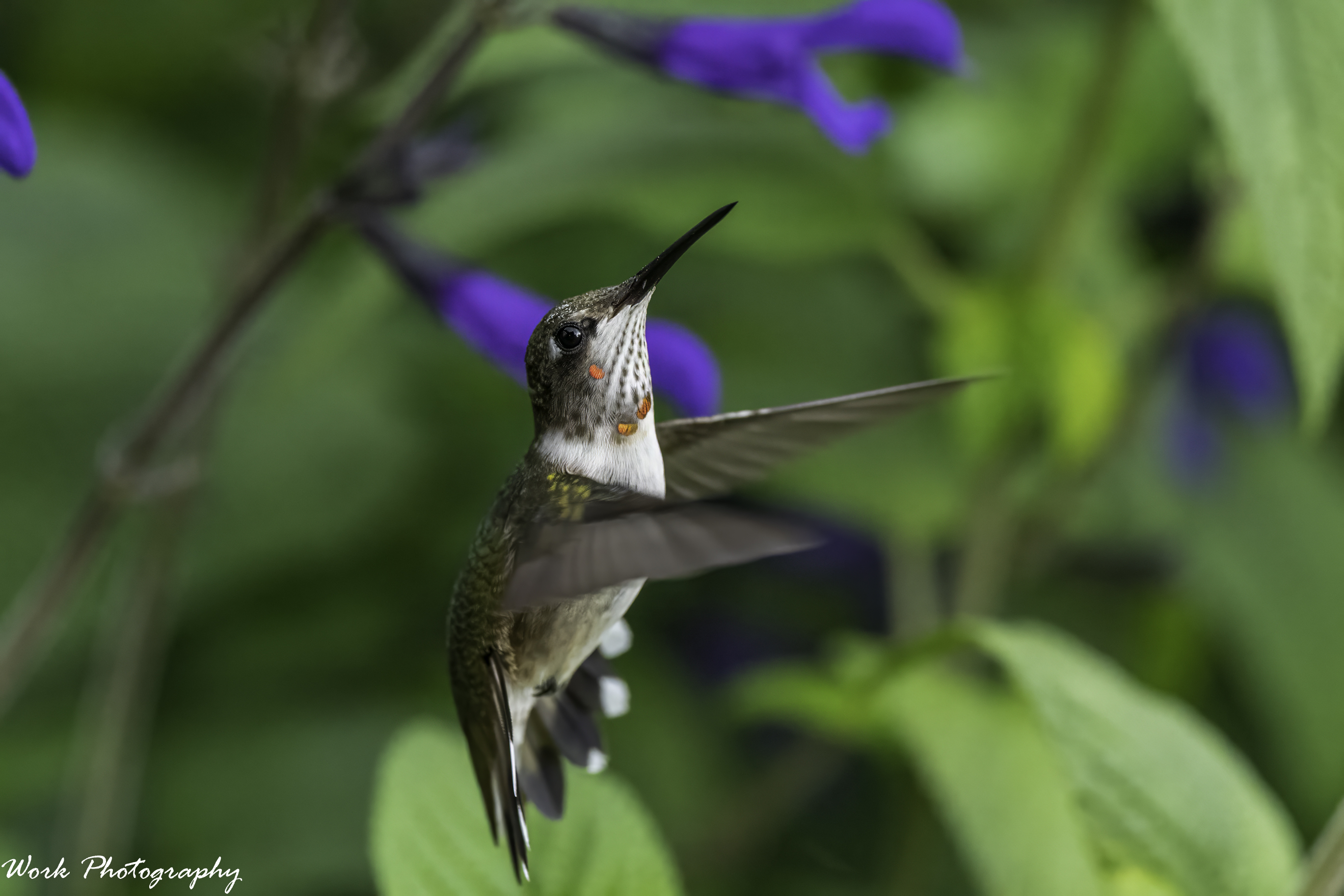 RD5_4069-hummingbird.jpg
