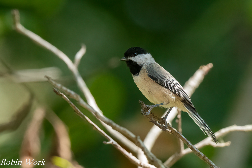 RD5_4076-Edit.jpg