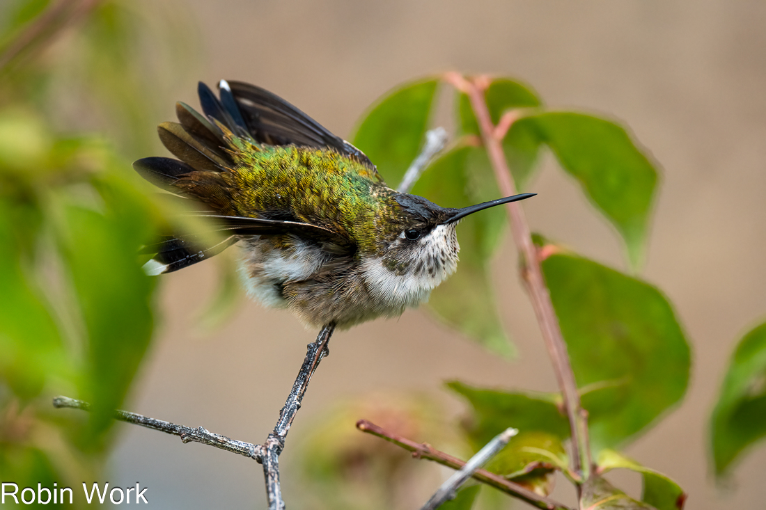 RD5_4145-Edit.jpg