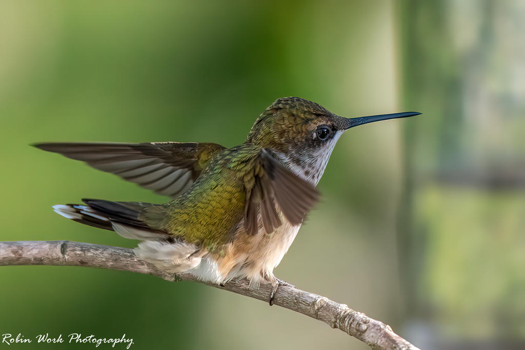 Ruby Throated Hummingbird