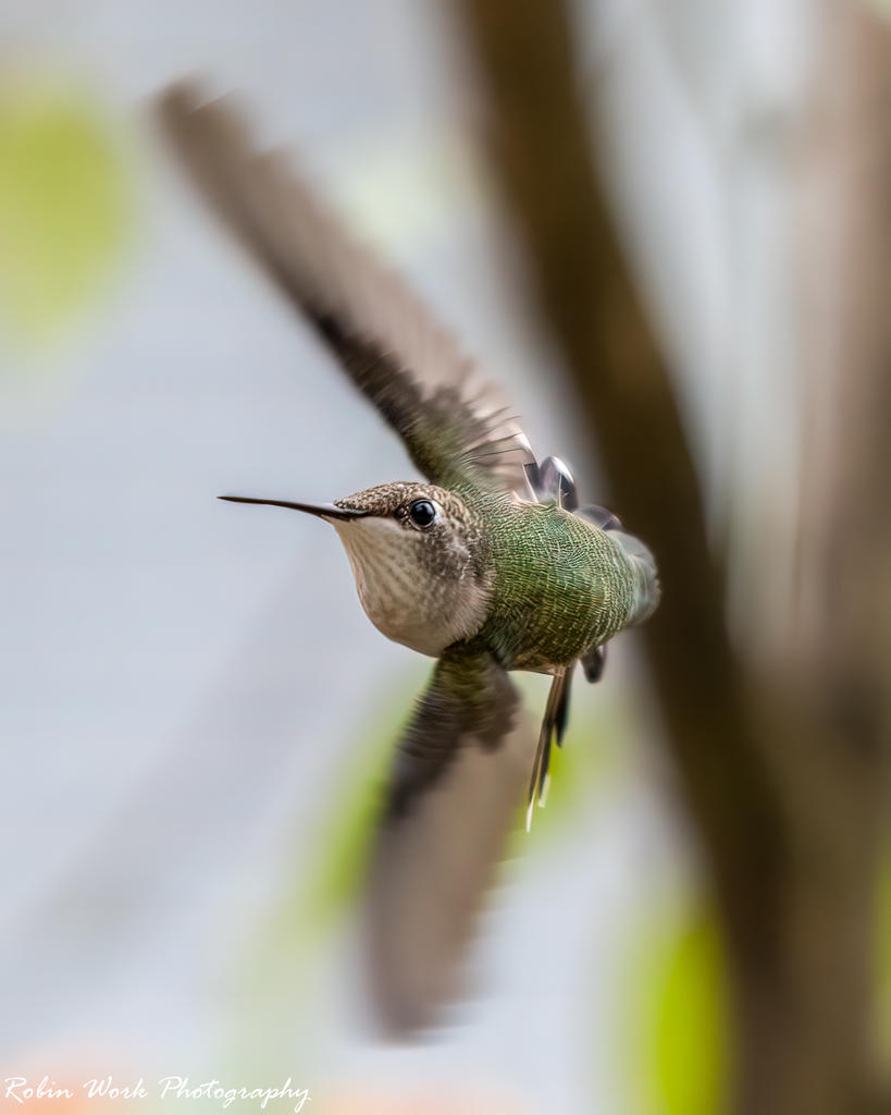 Ruby Throated Hummingbird