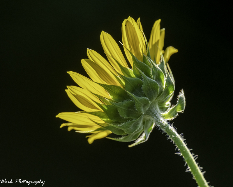 RD5_4228-Sunflower.jpg