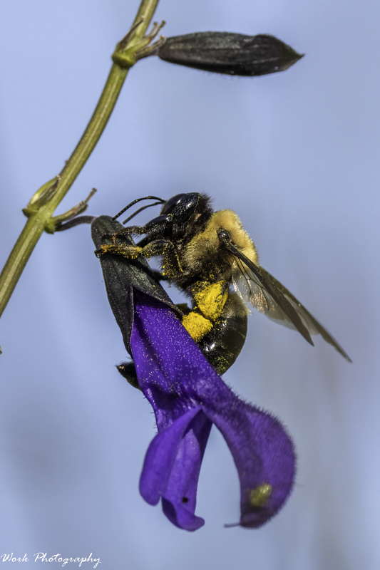 RD5_4355-Bee on Salvia.jpg