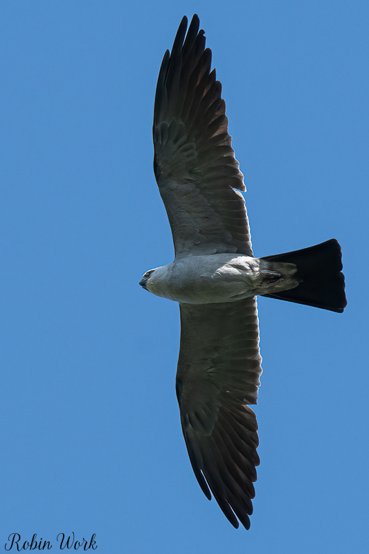 RD5_4463-Edit.jpg