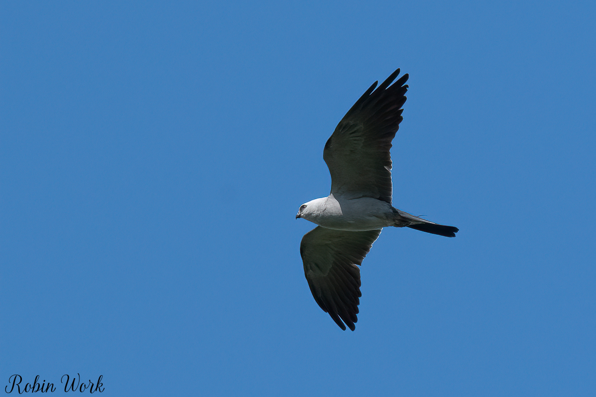 RD5_4466-Edit.jpg