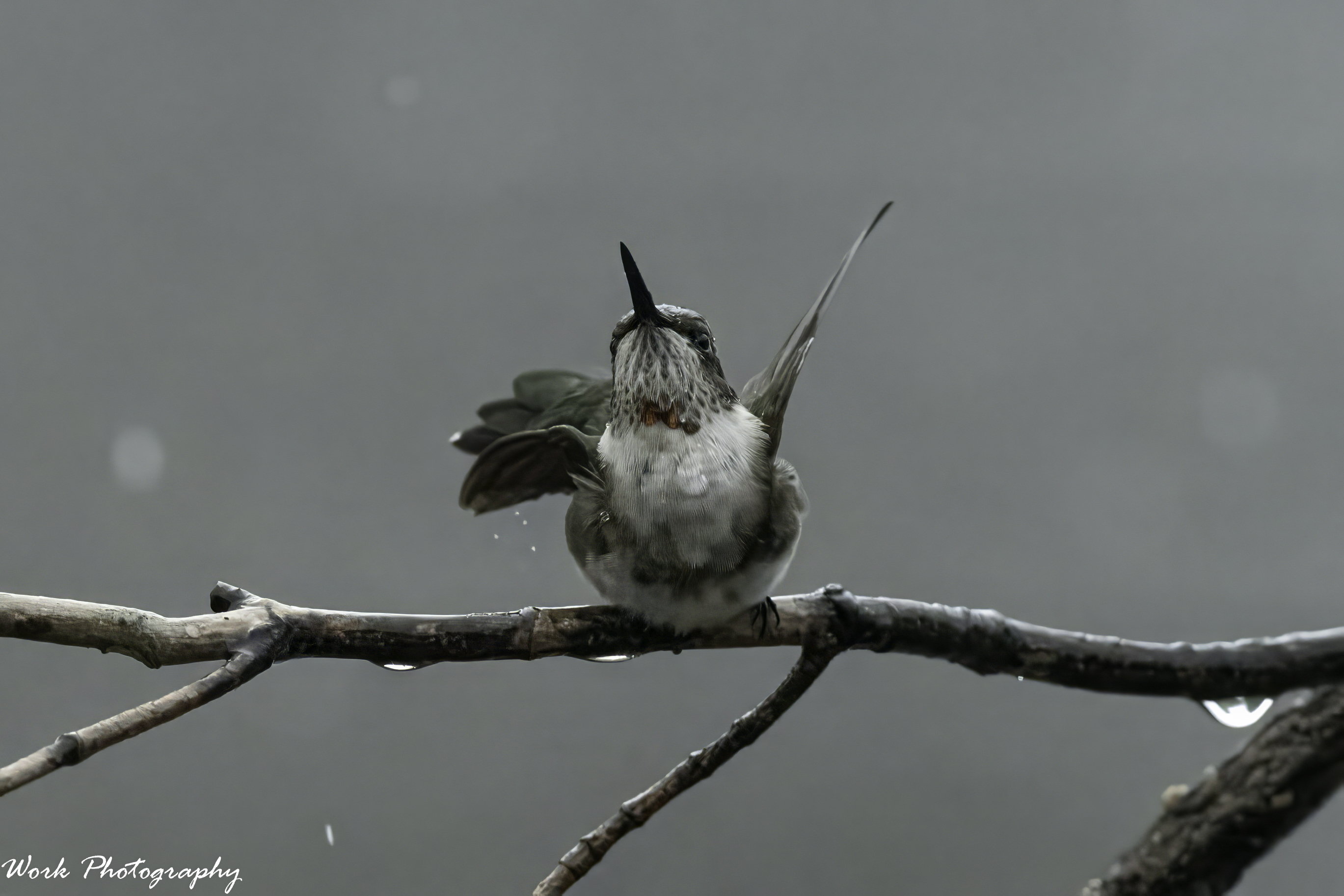 RD5_4550-Showering RT Hummingbird.jpg