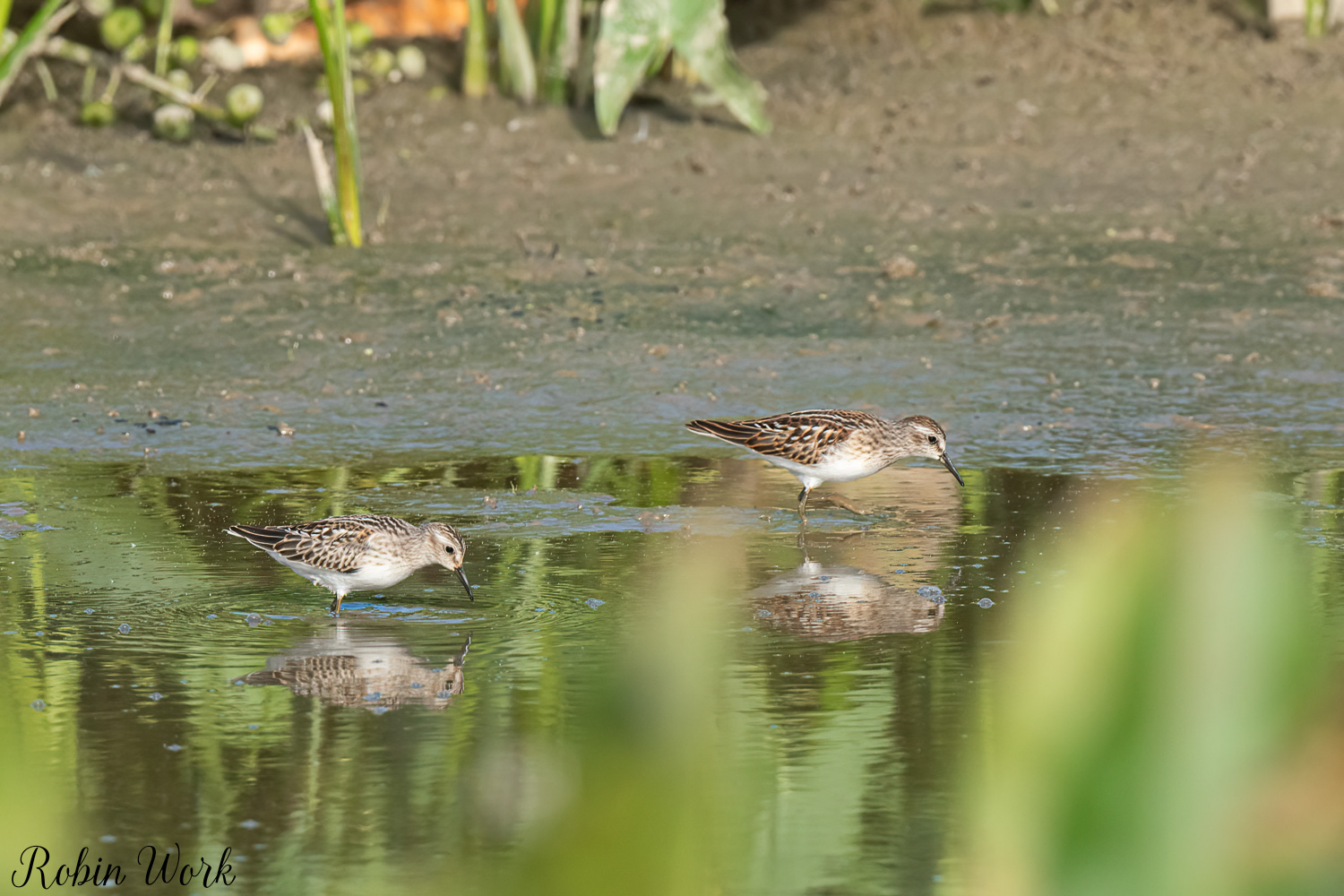 RD5_4583-Edit.jpg