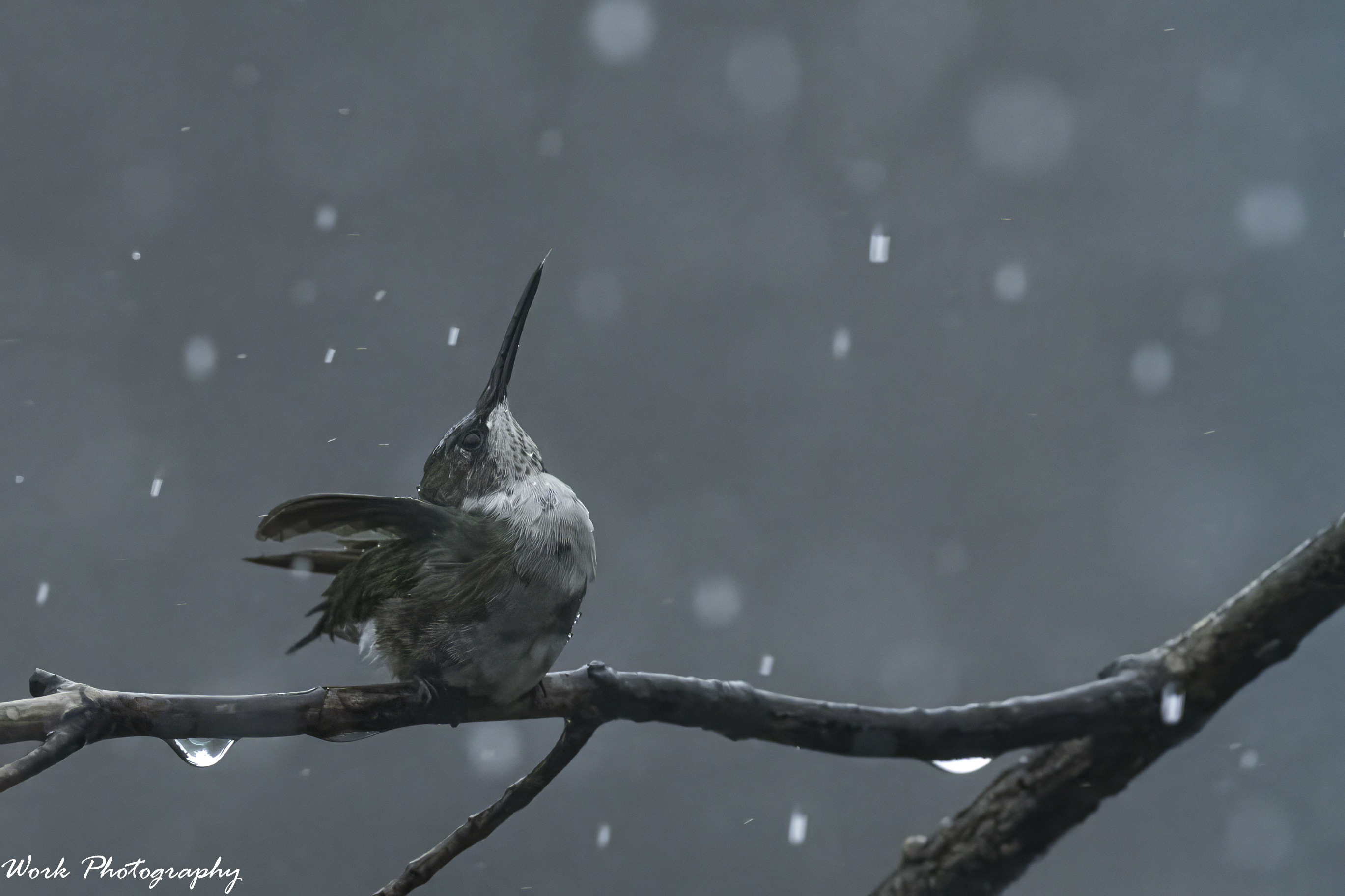 RD5_4589-Showering RT Hummingbird.jpg