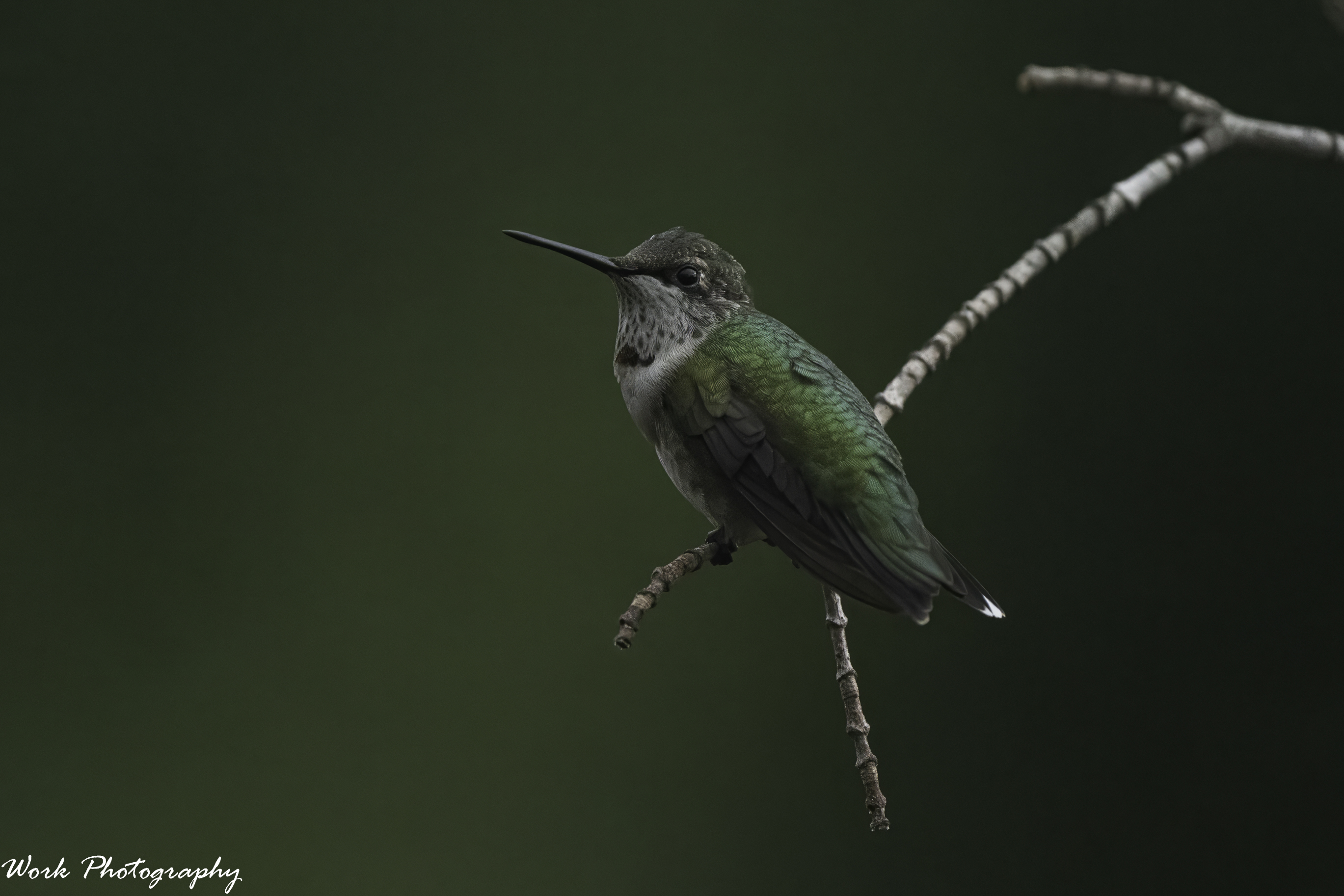RD5_4679-Hummingbird.jpg