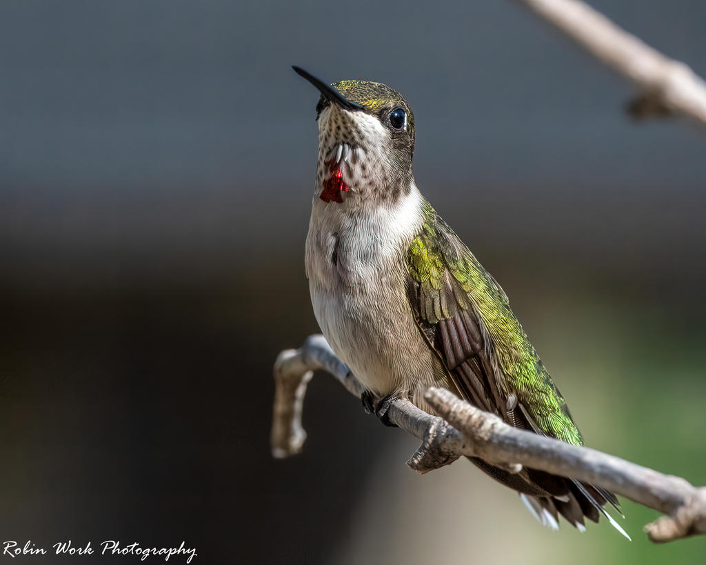 RD5_4772-Hummingbird.jpg