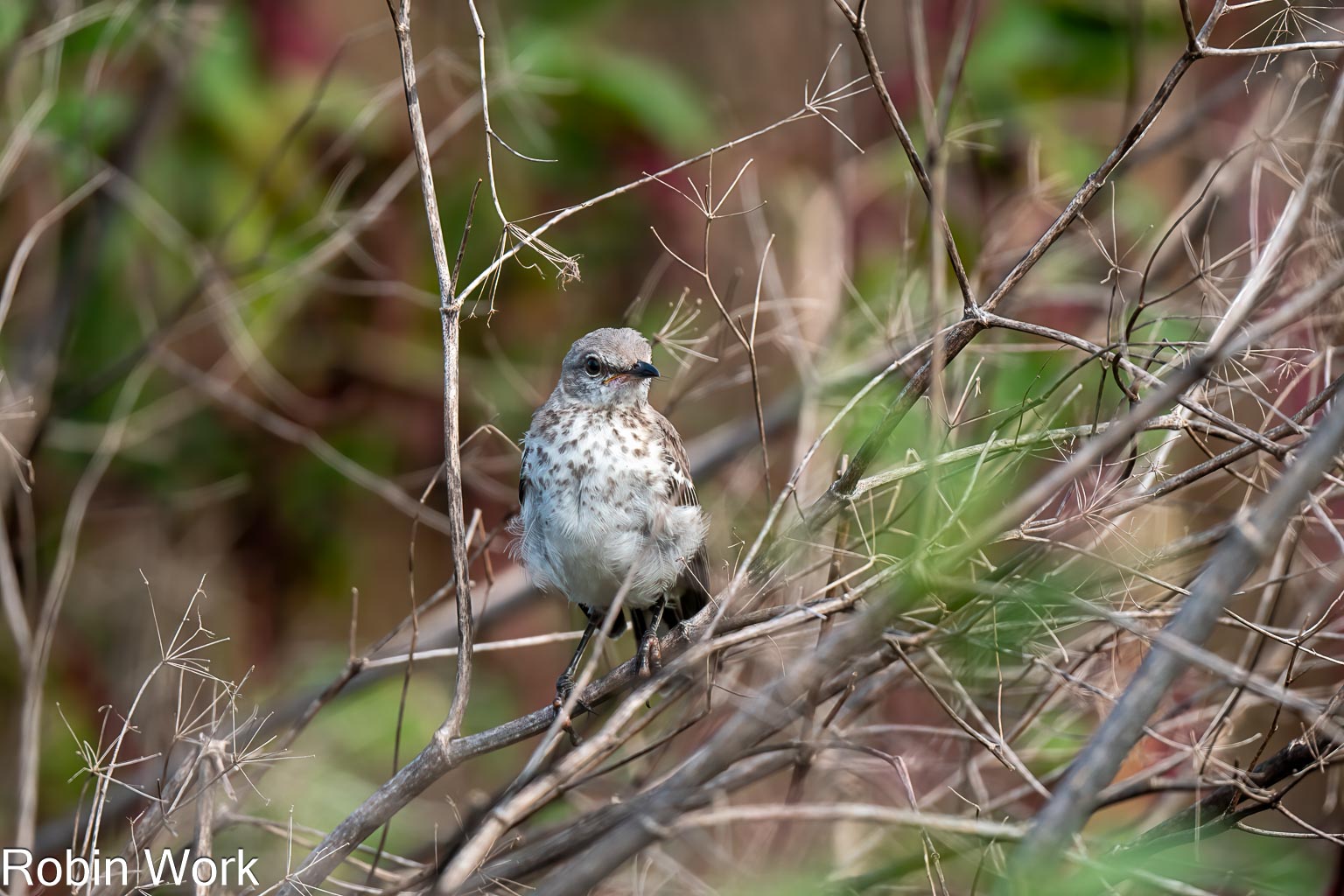 RD5_5022-Edit.jpg