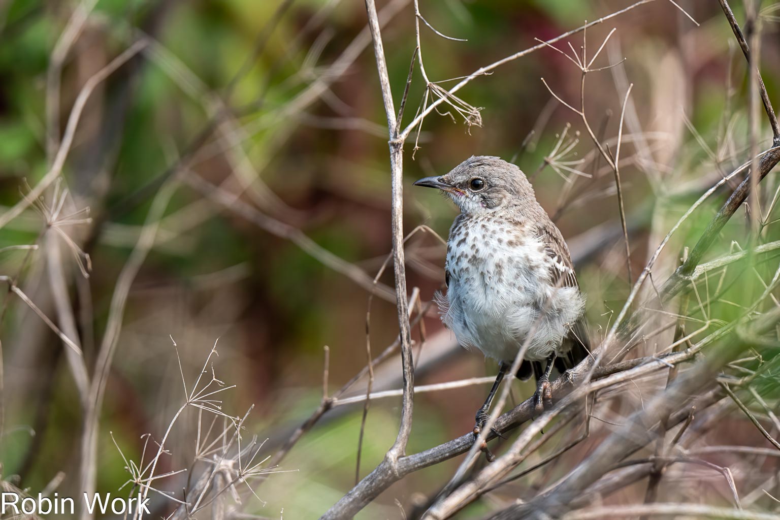 RD5_5023-Edit.jpg