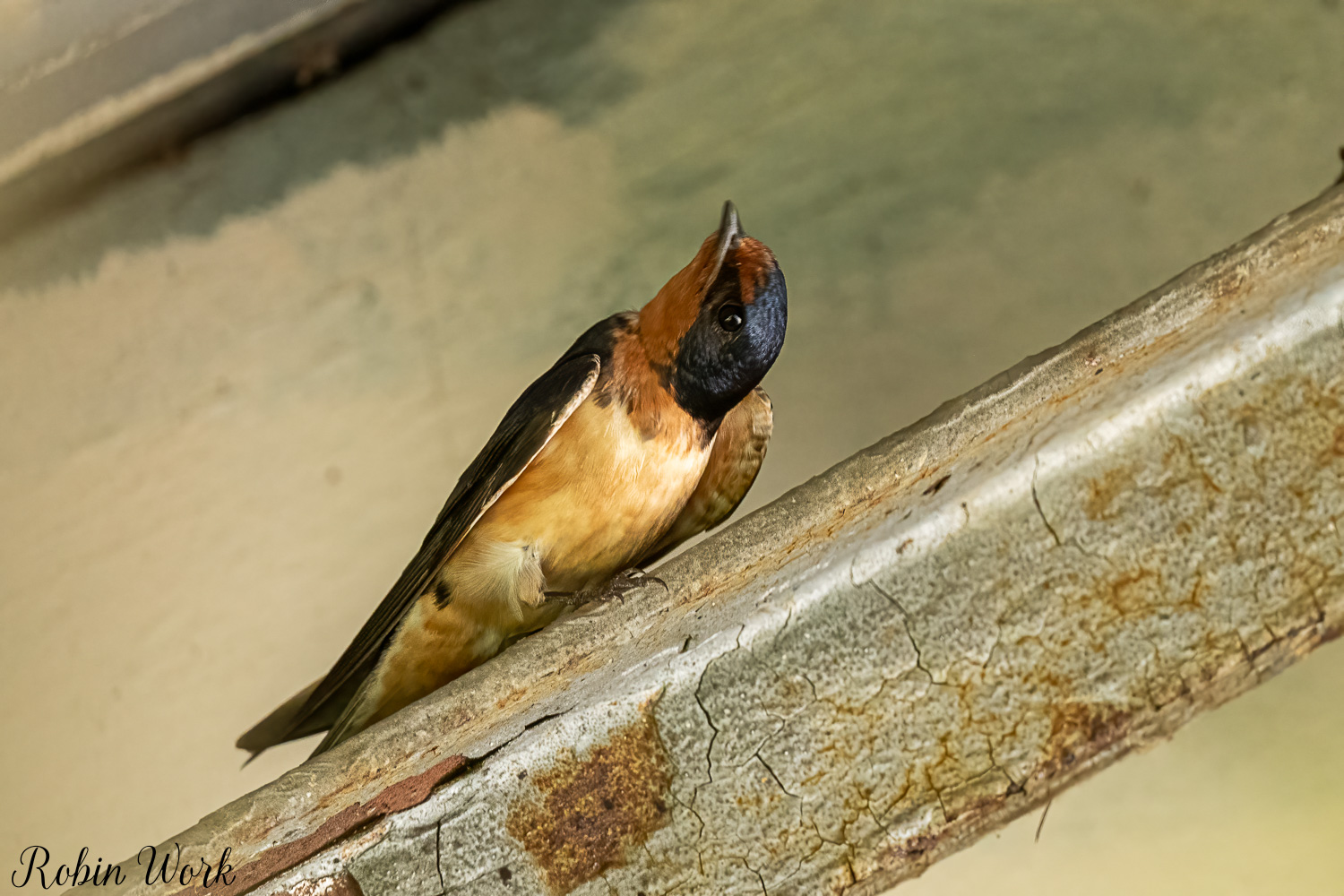 RD5_5067-Edit.jpg